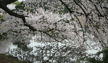 Cherry blossom in Shinjuku Gyoen, Tokyo